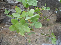 Pistachier Trbinthe - Pistacia terebinthus
